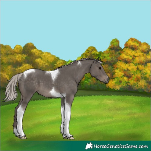 Horse Color:Silver Black Tobiano 