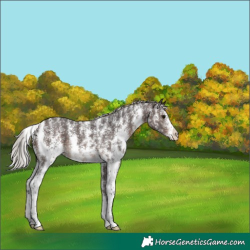 Horse Color:Silver Brown Sabino 