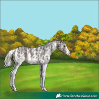 Horse Color:Silver Brown Sabino 