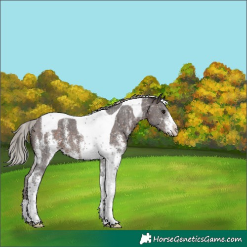 Horse Color:Silver Brown Sabino Tobiano 