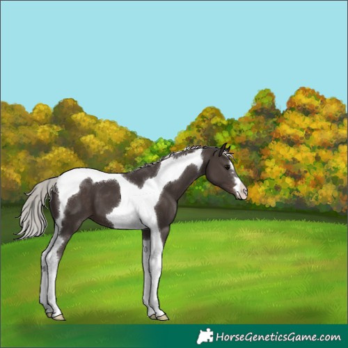 Horse Color:Silver Black Tobiano 