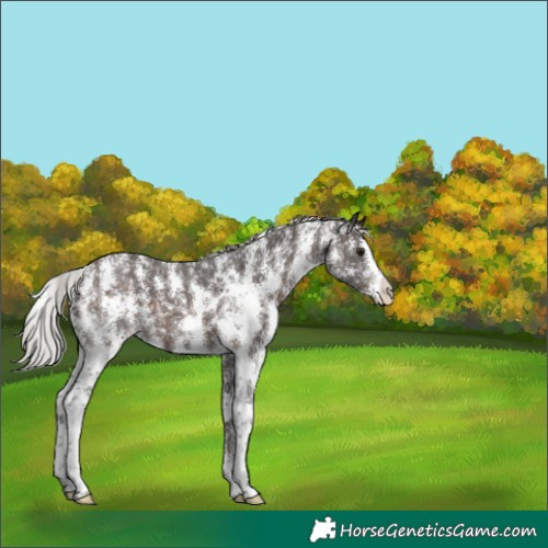 Horse Color:Silver Brown Sabino 