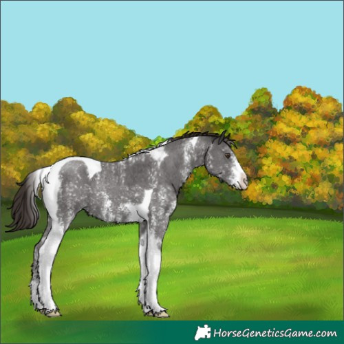 Horse Color:Liver Chestnut Sabino Tobiano 