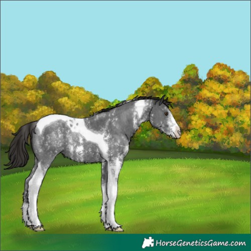 Horse Color:Liver Chestnut Sabino Tobiano 