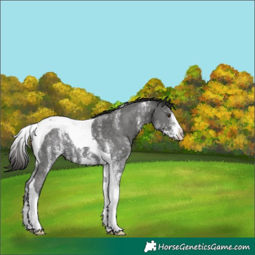 Horse Color:Liver Chestnut Sabino Tobiano 