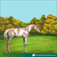 Horse Color:White Spotted Red Dun
