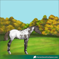 Horse Color:White Spotted Smoky Grullo Appaloosa 