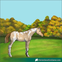 Horse Color:White Spotted Buckskin Dun Appaloosa 