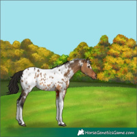 Horse Color:Gray White Spotted Bay Dun Tobiano Near Leopard Rabicano