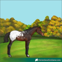 Horse Color:Bay Appaloosa 