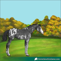 Horse Color:White Spotted Black Appaloosa 