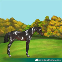 Horse Color:Gray White Spotted Bay Varnish
