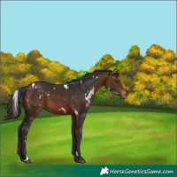 Horse Color:White Spotted Bay Appaloosa 