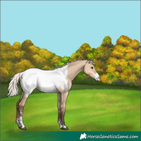 Horse Color:Silver Bay Dun Sabino Appaloosa 