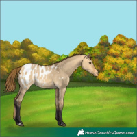 Horse Color:Buckskin Dun Blanket 