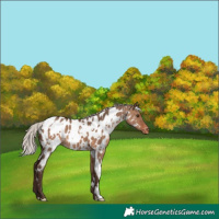 Horse Color:White Spotted Silver Brown Dun Appaloosa 