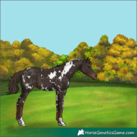 Horse Color:White Spotted Liver Chestnut 