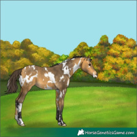 Horse Color:White Spotted Buckskin