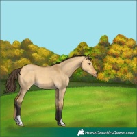Horse Color:Buckskin Dun 