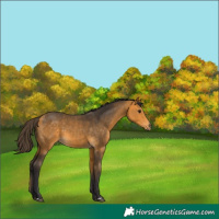 Horse Color:Buckskin 