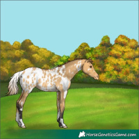 Horse Color:White Spotted Buckskin Dun Appaloosa 