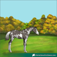 Horse Color:White Spotted Smoky Grullo Sabino Appaloosa 