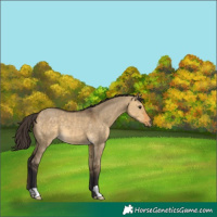 Horse Color:Buckskin Dun 