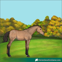 Horse Color:Bay Dun