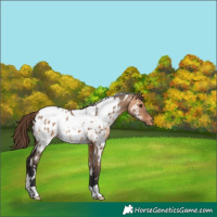 Horse Color:White Spotted Bay Dun Appaloosa 