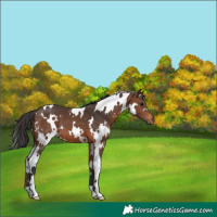 Horse Color:White Spotted Brown