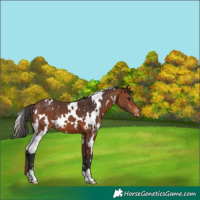 Horse Color:White Spotted Bay Appaloosa 