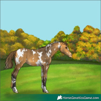 Horse Color:White Spotted Buckskin Appaloosa 