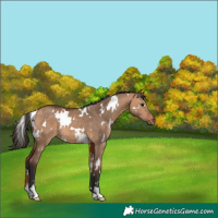 Horse Color:White Spotted Bay Dun