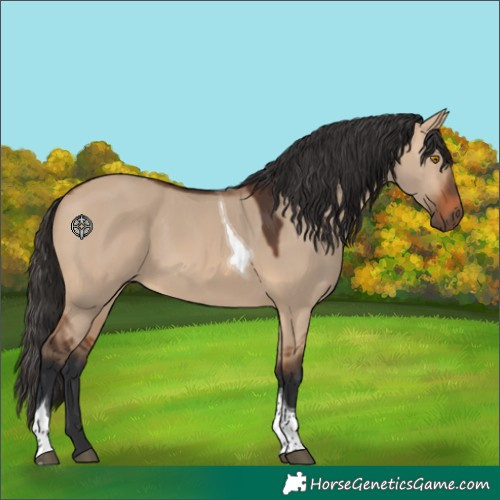 Horse Color:Bay Dun Tobiano 