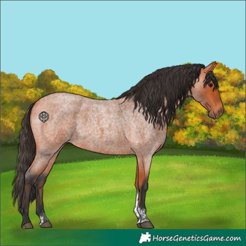 Horse Color:Bay Roan Tobiano Rabicano 