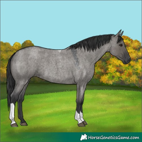 Horse Color:Grullo Roan Tobiano Rabicano 
