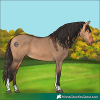 Horse Color:Bay Dun Tobiano 