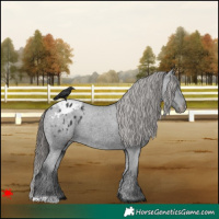 Horse Color:Black Blanket Rabicano 
