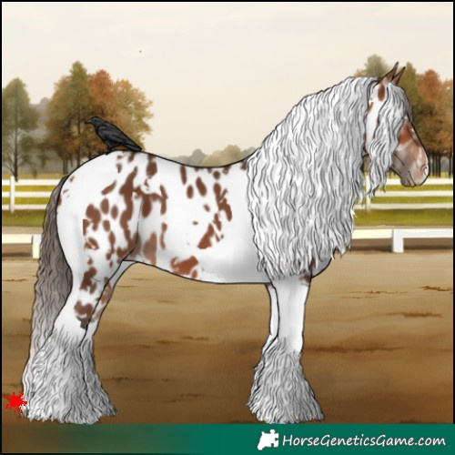 Horse Color:White Spotted Bay Tobiano Appaloosa 