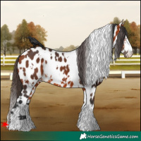 Horse Color:White Spotted Bay Leopard 