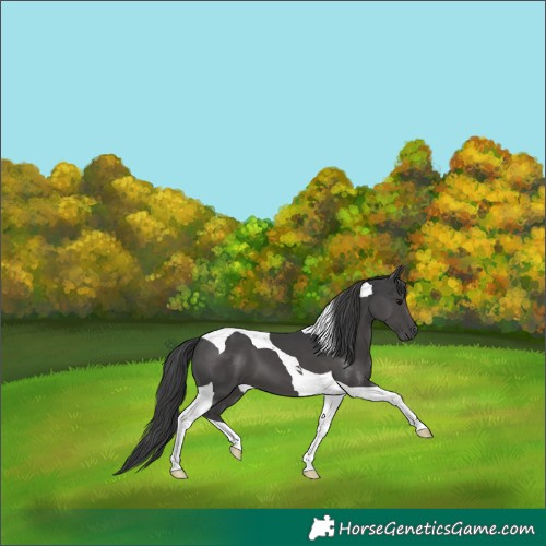 Horse Color:Black Tobiano