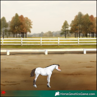 Horse Color:Bay Roan Appaloosa 
