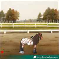 Horse Color:Bay Appaloosa 