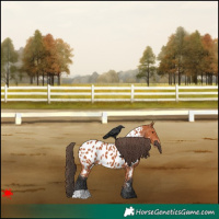 Horse Color:Bay Appaloosa 