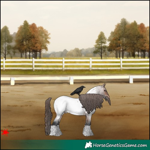 Horse Color:Brown Roan Appaloosa Rabicano