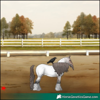 Horse Color:Brown Roan Appaloosa Rabicano 