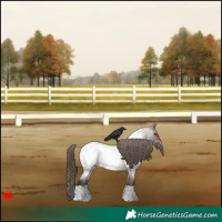 Horse Color:Brown Roan Appaloosa Rabicano 