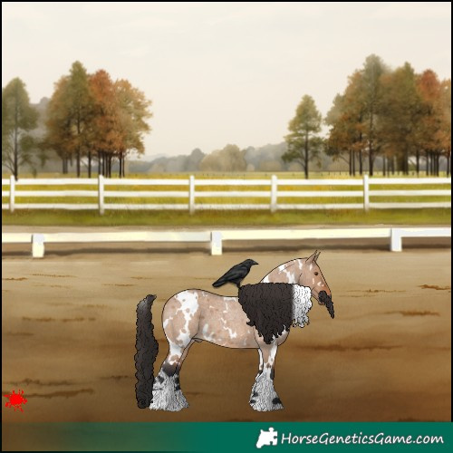 Horse Color:White Spotted Bay Roan Dun 