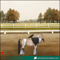 Horse Color:White Spotted Bay Roan Dun 