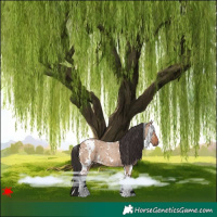 Horse Color:White Spotted Bay Roan Dun 